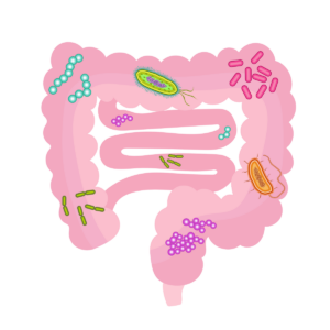 darmflora na antibioticagebruik